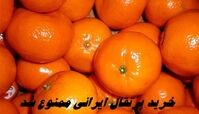 خرید پرتقال ایرانی ممنوع شد + علت