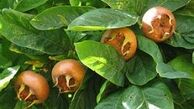 از بین بردن خلط گلو با چای ازگیل