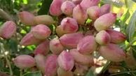 ایران در سکوی نخست تولید پسته قرار گرفت 