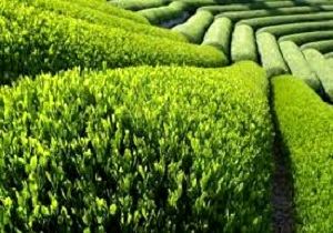 ۷۷ درصد مطالبات چایکاران پرداخت شد/ پیش بینی تولید ۱۳۵ هزار تن برگ سبز چای
