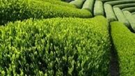 برداشت برگ سبز چای طی چند روز آینده