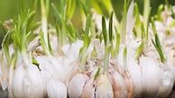 پیاز و سیر جوانه زده را چه کار کنیم؟