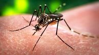 وجود رابطه قوی بین عفونت «زیکا» و فلج موقت