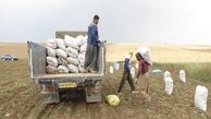 400 کامیون سیب زمینی به عراق صادر شده است