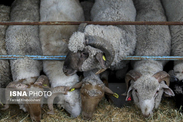 قیمت‌ها عقب نشستند/ رقابت در بازار گوشت شروع شد