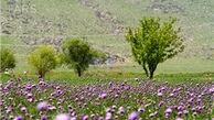 وزش باد شدید موقت در برخی استان‌‌ها 