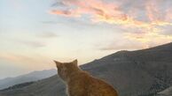واکنش تند رامبد جوان به تمسخر دو مجری تلویزیون درباره گربه بزرگمهر!
