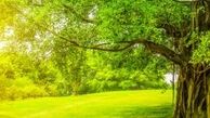 
پیرترین درخت های جهان را بهتر بشناسید! + عکس