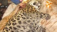 ۶ ماه زندان برای شکارچی پلنگ تنکابن