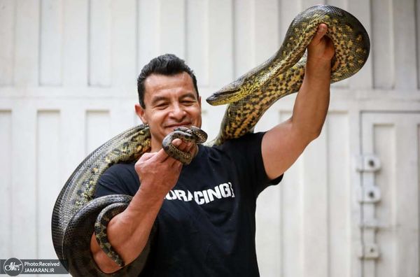 این مرد سنگین ترین گونه مار را در دست دارد ! + تصویر وحشتناک