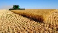 برداشت  112 هزار تن گندم در میانه 