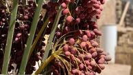 سختی رفاقت با گلاره عباسی