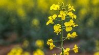 نقاشی زیبای طبیعت بجنورد+ عکس