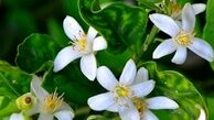 تاثیر بهار نارنج در لاغری / چه کسانی بهار نارنج بخورند ؟