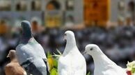 تبریک میلاد امام رضا از زبان خانم مجری خوش سخن