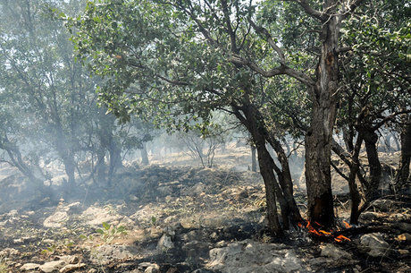 بلوط های بویراحمد همچنان می سوزند + فیلم