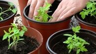نحوه کاشت نارنگی، پرتغال و سه میوه پاییزی