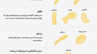 از پنه تا اسپاگتی؛ آشنایی با انواع مختلف پاستای ایتالیایی