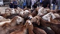 ممنوعیت صادرات دام برای تنظیم بازار گوشت