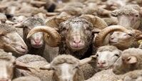 استخدام چوپانان ایرانی مسلط به زبان عربی توسط ارمنستان