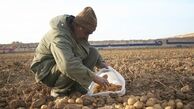 اقتصاد بدون نفت؛ برداشت 31000 تُن سیب‌زمینی از مزارع خراسان‌شمالی به‌روایت تصویر