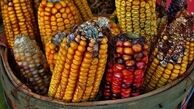 ابهام در استفاده از محصولات تراریخته