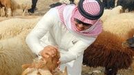 آينده از آن گوسفندان نيست