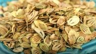 اگر حافظه ضعیفی دارید چای گلپر بنوشید! 