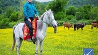 قرارداد اجاره دامداری (مهم!) را چگونه بنویسیم؟
