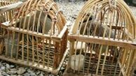 سه شکارچی غیرمجاز در سردشت دستگیر شدند