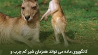  مردانی که در آرایش از زنان پیشی گرفتند!