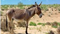 توییتر:: واردات الاغ به جای پورشه