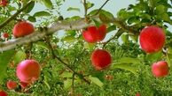 رتبه چهارم جهانی تولید سیب برای ایران است