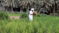 گران قیمت‌ترین برنج جهان کجا کشت می‌شود؟ 