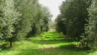 خسارت سنگین سرمازدگی به باغات کشور 