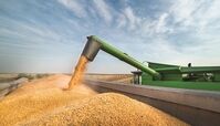 آغاز واردات گندم دامی با نرخ ۲۳۵ یورو