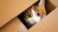 گوشت گربه در سوریه حلال شد!