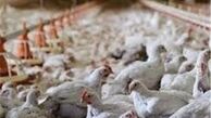 شیوع آنفلوآنزای فوق‌ حاد پرندگان