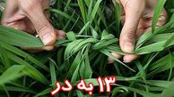 آغاز بزرگترین پیک نیک خانوادگی