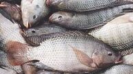 نرخ انواع ماهی در بازار 