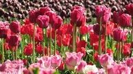  رنگ و بوی بهار در باغ گیاه‌شناسی ملی
