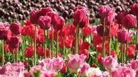  رنگ و بوی بهار در باغ گیاه‌شناسی ملی