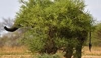  استتار فیل