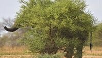  استتار فیل