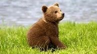 توله خرس قهوه‌ای پارک پردیسان خطرناک است ؟