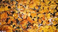 پاییز رویایی در جاده اسالم- خلخال/تصاویر