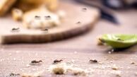 از بین بردن مورچه با چند ترفند خانگی طبیعی ؛ به راحتی با این مهمونای بهاری خداحافظی کنید