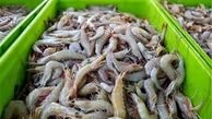 رازهاي‌ مگو درباره ‌صنعت‌ پرورش‌ ميگو
